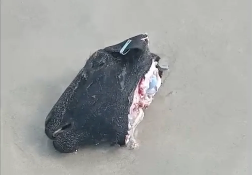 Ifuna ukuya esangomeni indoda efice amakhanda ezimbuzi ezimnyama olwandle